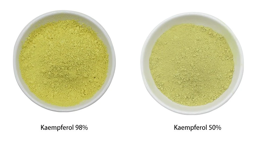 Kaempferol Powder 1 Kaempferol Powder 1