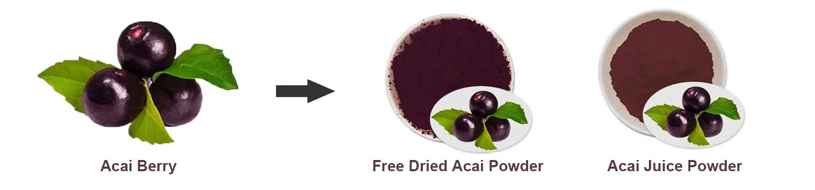 Acai Berry Powder Acai Berry Powder