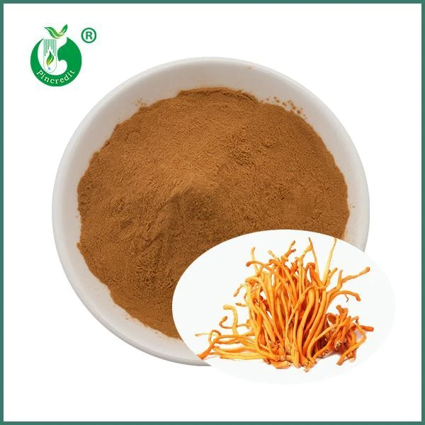 Detholiad Militaris Madarch Cordyceps Organig